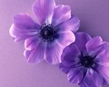 平价手饰