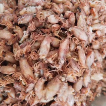New arrival sea rabbit dried goods 500g sea rabbit small squid ink larvae squid dried pen tube fish dried aquatic products