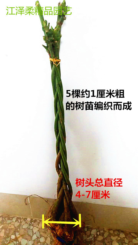 辫子发财树办公室五编五辫植物盆栽花卉室内绿植包邮新品厂家直营