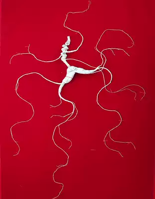 Northeast Changbai Mountain raw and dried wild mountain ginseng Wild Ginseng national inspection first-class certificate