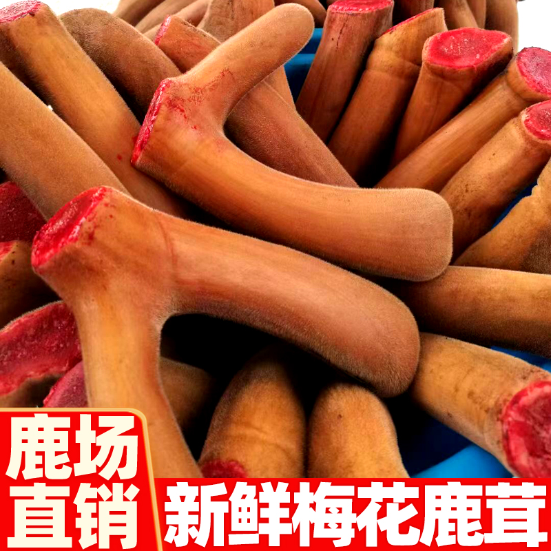 Fresh antler whole root fresh with blood plum flowers deer furry slices of wine special whole branches deer corner head stubble Jilin medicinal herbs-Taobao