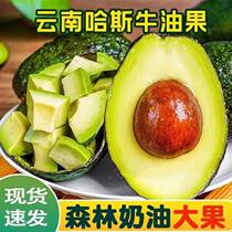Avocado Big Mac Yunnan domestic Hass avocado avocado large fruit freshly picked without black silk and delicate