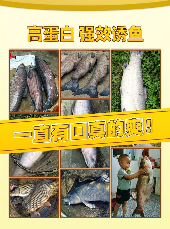 mồi câu Cá tầm protein dạng hạt cao su mồi đen hố câu cá hoang dã cá chép bạc, cá chép đầu to, cá trắm cỏ và cá chép treo mồi dày tanh mồi câu cá lớn điều câu cá diêc mồi câu cá hùng vương
