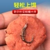 Cá chép bạc Guandong mới và cá chép đầu to mùa xuân lưỡi câu đôi nhóm câu cá mới lưỡi câu cá nhóm thành phẩm cá chép bạc móc đặc biệt câu cá nổi loại mới lam luoi cau ca loc câu cá dìa bằng lưỡi lục 