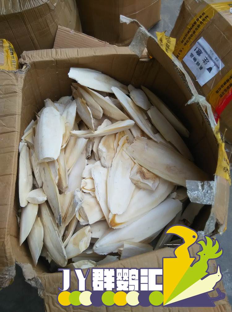 Parrot Cung cấp vật nuôi Mực đặc biệt Xương Vẹt mài Canxi Thức ăn cho chim Thức ăn bò - Chim & Chăm sóc chim Supplies long chim dep