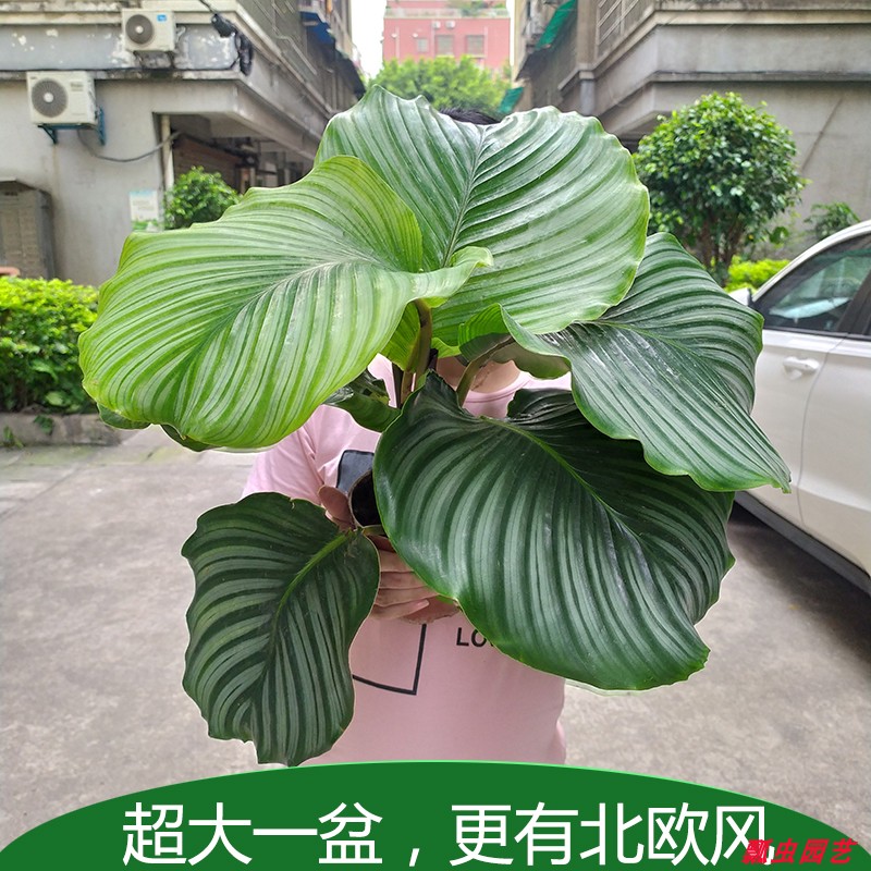 网红青苹果竹芋观叶喜阴植物绿植室内盆栽水培植物净化空气超大 Изображение 1