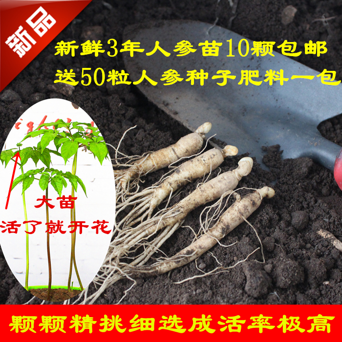 Changbai Mountain fresh ginseng seedlings sent germination ginseng seeds bonsai planting occupied the ground ginseng plant balcony window sill plants