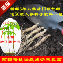 Fresh Ginseng Seedlings in Changbai Mountain Send Germinating Ginseng Seeds Bonsai Planting of Ginseng Plants on Balcony Windowsill