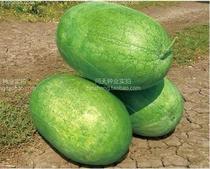 Vegetable seeds big red treasure lazy man watermelon seeds weighing more than 20 jin of large watermelon varieties with good sugar content and high yield
