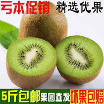 Green heart kiwi fruit 5kg fresh Xiangxi Hunan Phoenix specialty current season pregnant women fruit non yellow red heart kiwi fruit