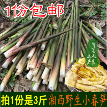 Small spring bamboo shoots wild vegetables fresh wild small bamboo shoots Hunan Xiangxi specialty farmers hand-peeled bamboo shoots deep mountains small bamboo shoots