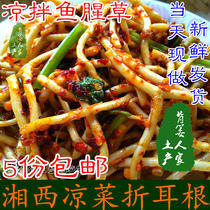  Fresh Houttuynia salad Folded ear root festival Zegen side ear root Western Hunan Yuanling specialty wild vegetables