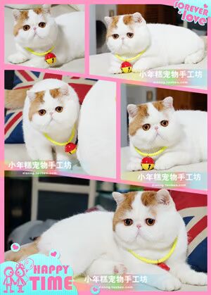 Bánh gạo nhỏ thú cưng đầm nơ nơ chó Teddy trang trí mèo cung cấp màu huỳnh quang giả da cổ áo màu phù hợp với vòng - Quần áo & phụ kiện thú cưng phụ kiện chó mèo