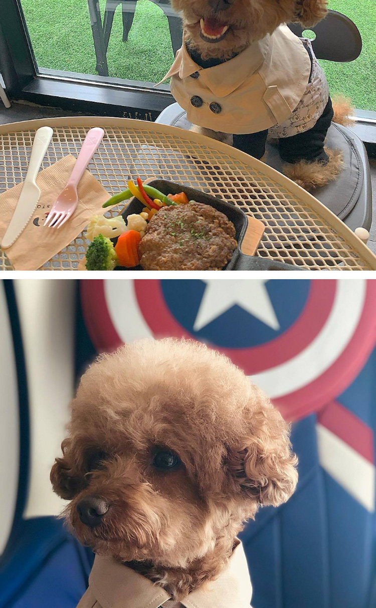 товар из китая 泰迪比熊柯基法斗英伦风绑带卖萌口水巾狗狗围脖 狗狗风衣斗篷 Other