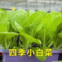 Cabbage seeds seeds chicken feathers vegetables Shanghai Qingyangtai four seasons southern potted rapeseed vegetables seed seeds