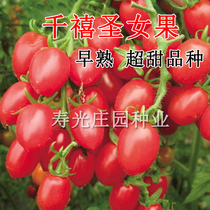 Millennium Virgin fruit seed seed seedling Dwarf cherry Tomato Tomato seedling Four seasons potted vegetable fruit seedling