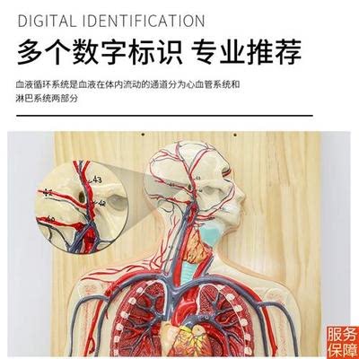 人体血液循环系统模型 人体肺循环心血管介入心脏解剖模型