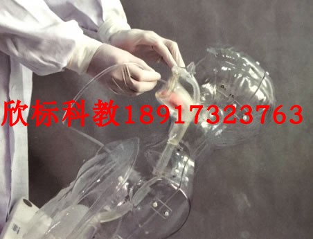小儿多功能透明鼻饲及洗胃模型 儿童鼻饲洗胃练习模型