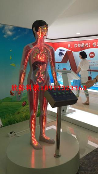 吸毒血液循环模型微电脑禁毒教育演示模拟人戒毒示教假人