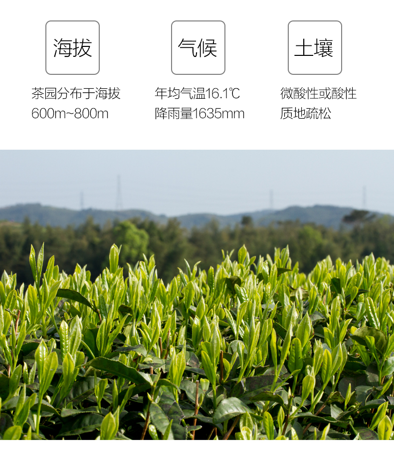 目海绿茶2022年新茶春茶毛尖250g*1盒