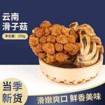 Yunnan specialty mushroom dried 250g farm self-grown new fresh small yellow mushroom edible mushroom tastes good