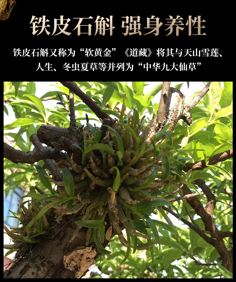 铁皮石斛花茶霍山石斛粉