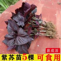 Edible perilla seedlings Hunan old variety big-leaf perilla full purple soil balcony planting to remove the smell of perilla leaf seedlings