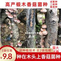 Xianggu various tree Lentinula edodes strains elite female kind of mushroom spawn Lentinus edodes planting basswood mushroom species