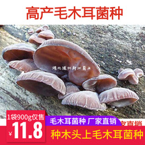 Auricularia auricula basswood fungus species Auricularia auricula yellow-backed fungus large-eared fungus non-black fungus