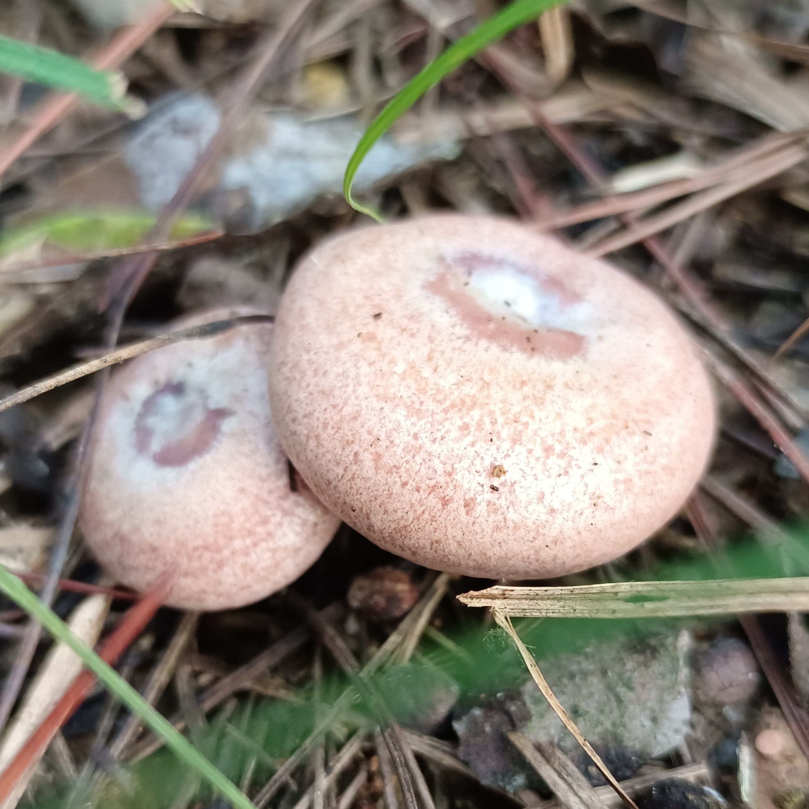 湛缘甄选品质店