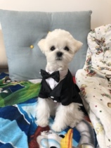 Black British suit two-piece pet suit Teddy handsome suit dress tuxedo male dog clothes