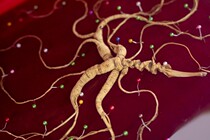 Wild Mountain ginseng First Class Northeastern специальное производство высококлассныйЧанбай Горный гинсениг Сухой акции Нижний Горный