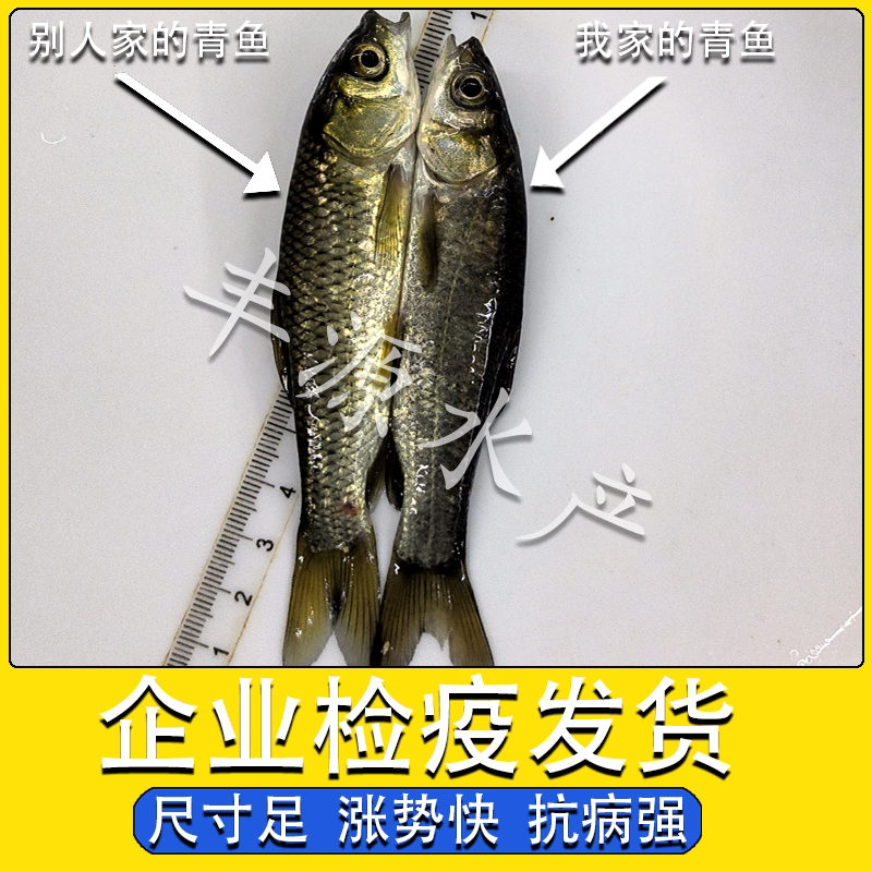 🔥【养鱼新手必备】螺丝青鱼苗 - 安心养鱼,从这里开始🐟-鱼-淘宝好物网