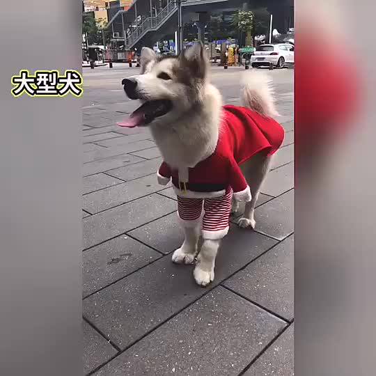 dog santa costume labrador