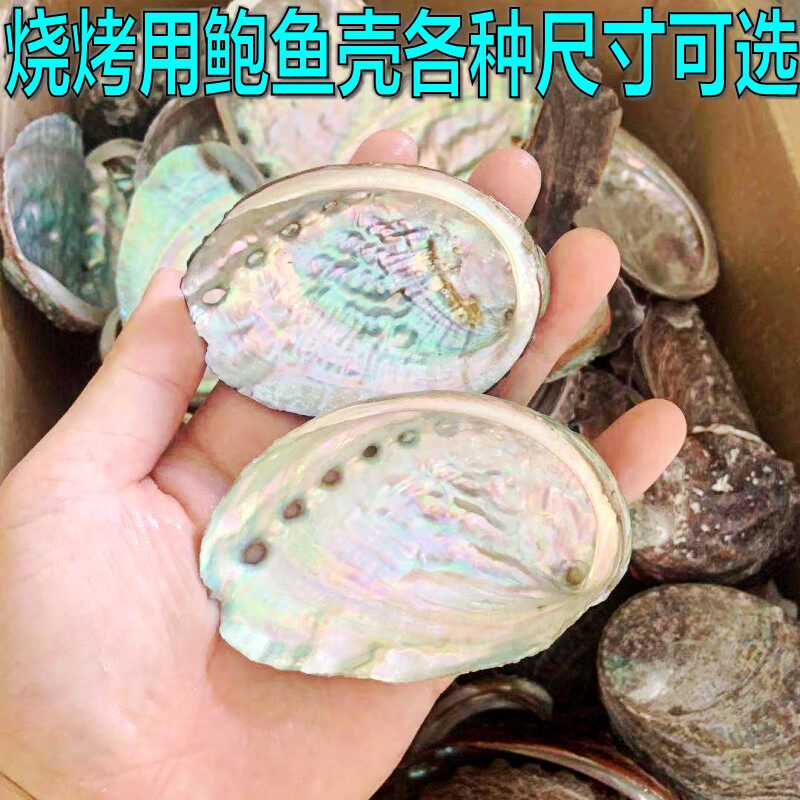 Natural Abalone Shell Barbecue With Sage Container Pendulum to contain sea snail shell Fish Tank Built shooting props-Taobao