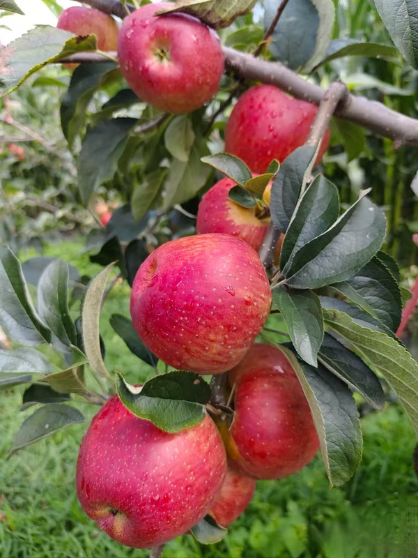 D Xu Honglu Apple Guo 5kg Pack Net Weight 4.5kg Crispy and Sweet