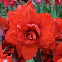 Spot Double Emperor 2021 Peru imported big red double petal red ball perennial Dutch flower gardening