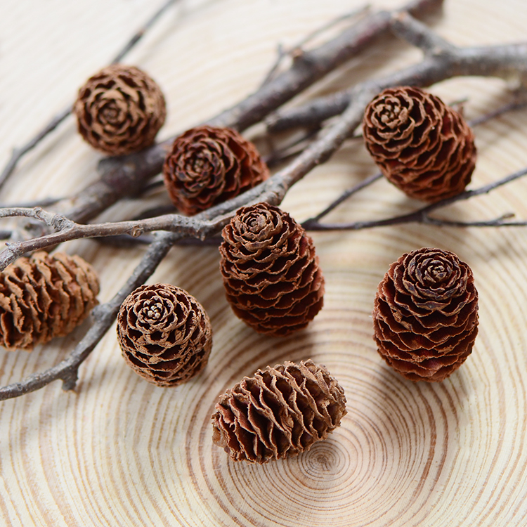 [Australian and American Pine Cones] Imported Natural Dried Flower and Fruit Materials for Making Eternal Wreaths and Photo Frames, Forest-Style Autumn Decoration