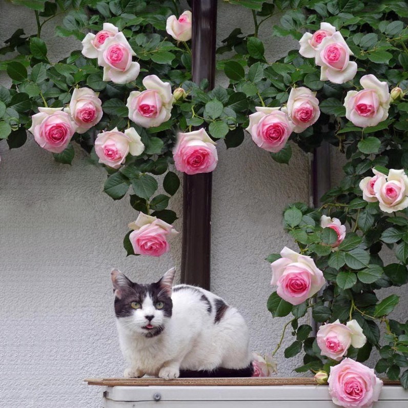 韵沃艾达菲专卖店