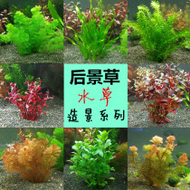 Green chrysanthemum aquatic plants Aquarium living landscaping package Novice rear landscape grass Snapdragon stem aquatic plants Daquan