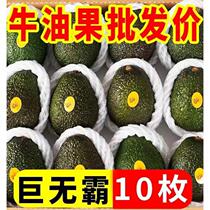 Yunnan freshly picked avocado 10 small fruits seasonal fresh fruit baby food supplement ready-to-eat avocado shipped in a box
