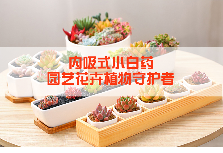 多肉专用不伤花小白药植物杀虫剂 图2