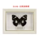 5 inch đúng bướm côn trùng DIY mẫu khung đặt bàn trang trí hình chữ nhật hộp âm thanh sữa khung trắng khung ảnh - Trang trí nội thất phụ kiện trang trí nhà bếp