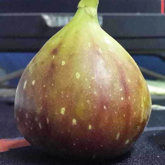食安心安 农场