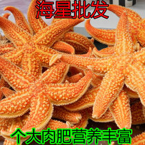 Sea Star 500 gr Deep-sea Sea Star Marine Disc Car Relieving Spitting and Wine Cooking Soup Stock Sea Taste Seafood Aquatic