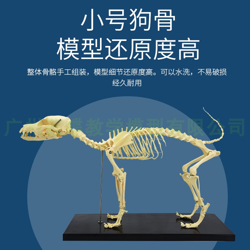 仿真狗骨骼模型 骨架 动物模型 教学模型 动物模型 兽医教学用具