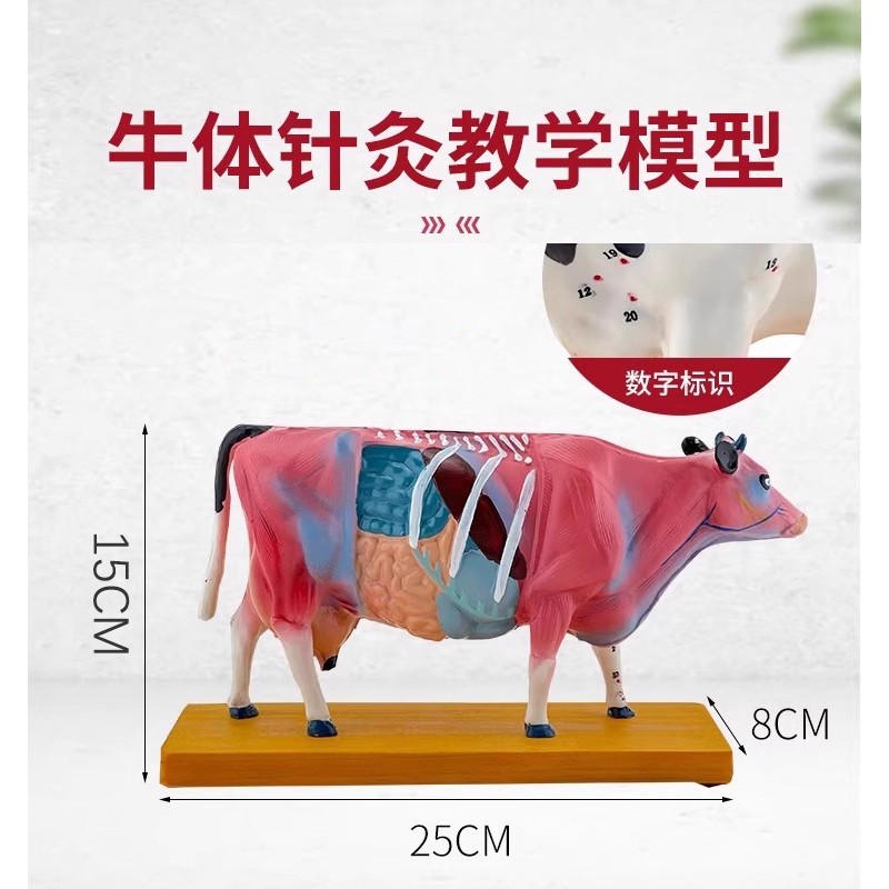 牛体针灸穴位模型及牛解剖模型 动物解剖模型牛解剖模型兽医教学