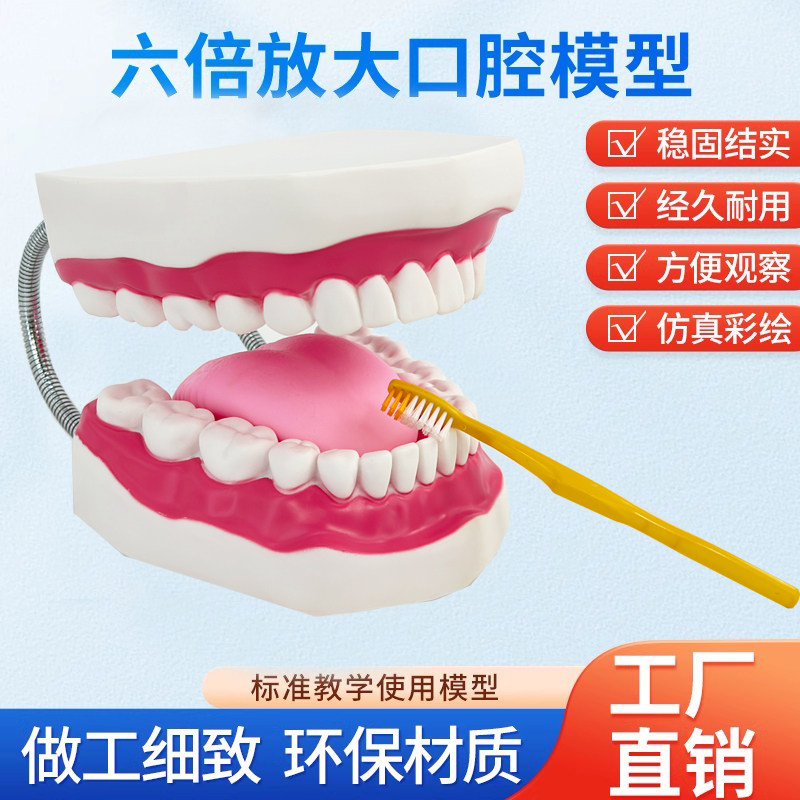 牙护理保健模型大号牙齿清洁教学模具 6倍放大 口腔护理牙模型