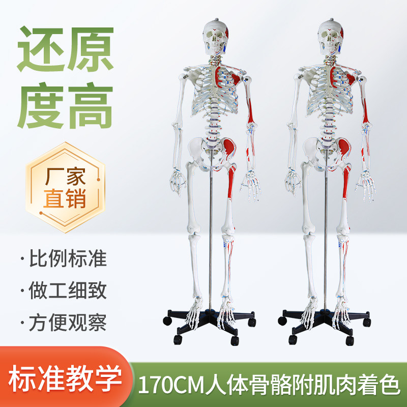 170CM医学全身人体骨骼模型附肌肉着色骨盆瑜伽关节解剖结构骨架