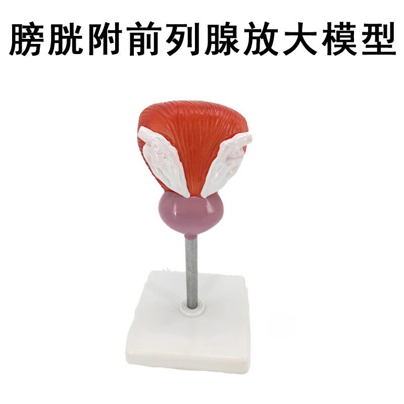 膀胱模型可拆卸前列腺泌尿系统器官尿道外科临床教学生殖教学模型